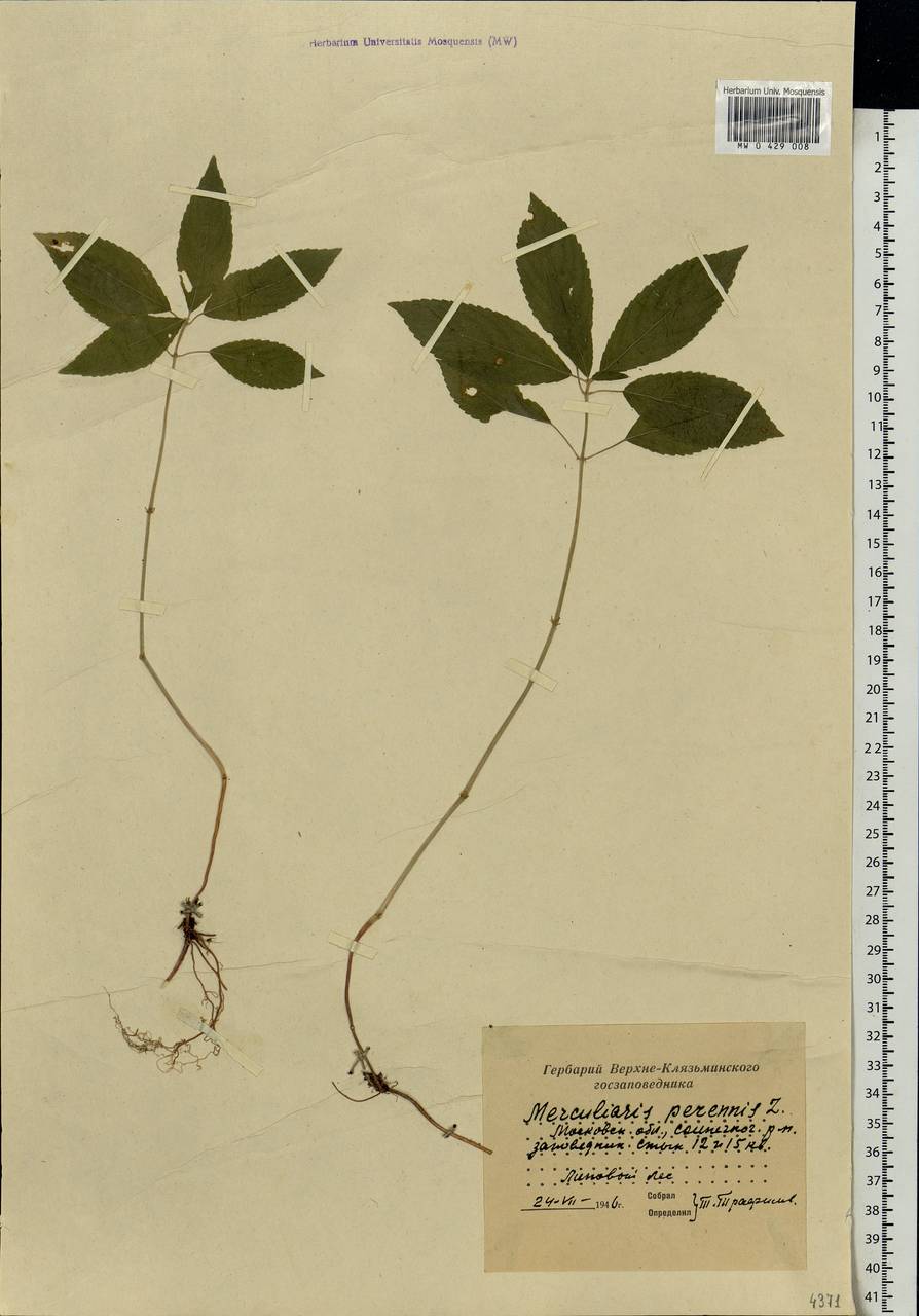 Mercurialis perennis L., Eastern Europe, Moscow region (E4a) (Russia)