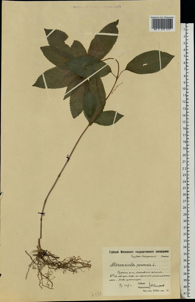 Mercurialis perennis L., Eastern Europe, Moscow region (E4a) (Russia)