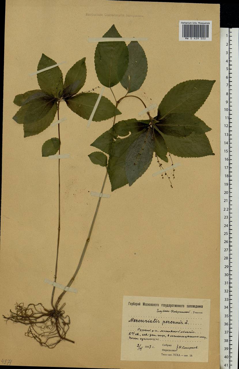 Mercurialis perennis L., Eastern Europe, Moscow region (E4a) (Russia)