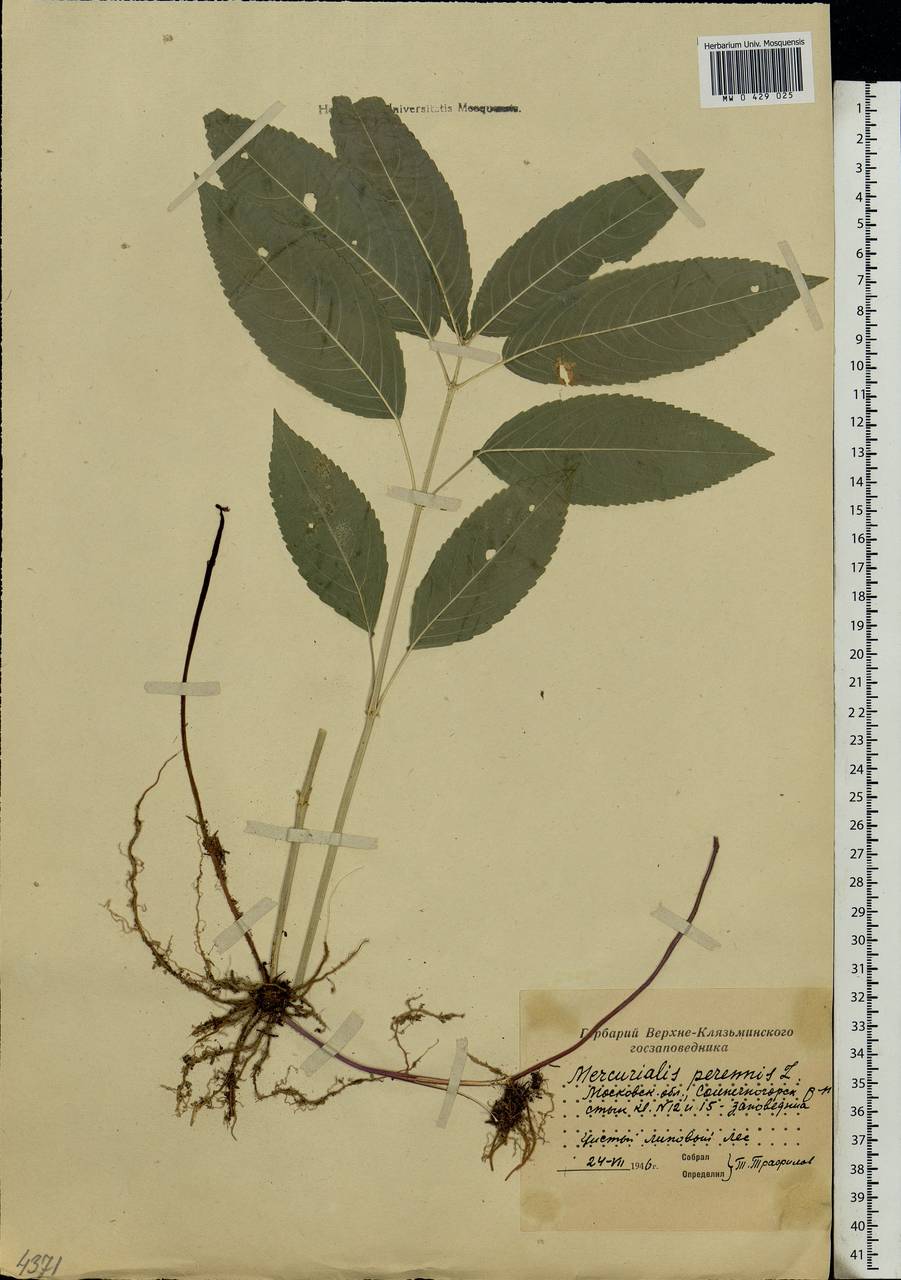 Mercurialis perennis L., Eastern Europe, Moscow region (E4a) (Russia)