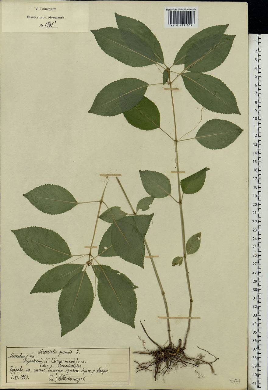 Mercurialis perennis L., Eastern Europe, Moscow region (E4a) (Russia)