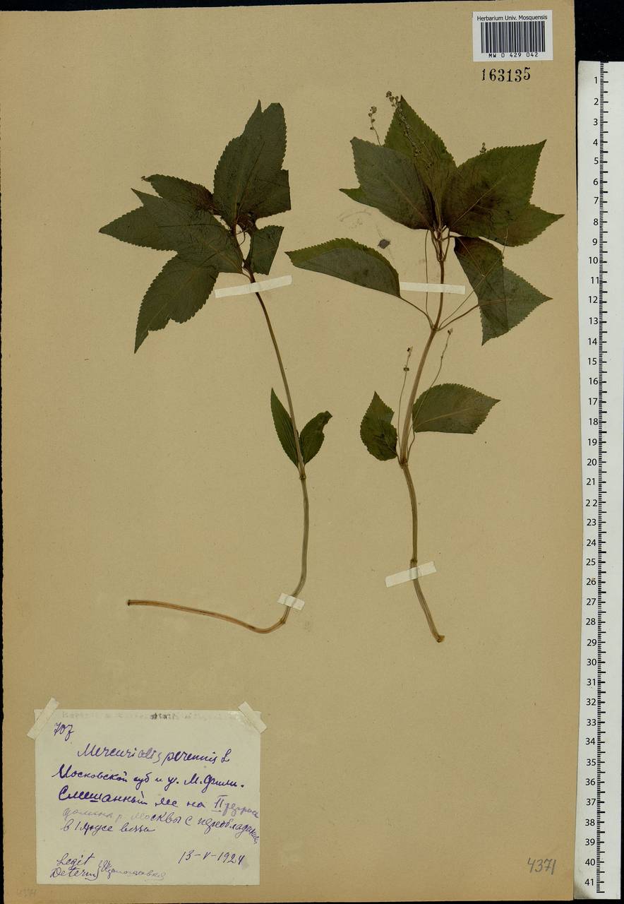 Mercurialis perennis L., Eastern Europe, Moscow region (E4a) (Russia)