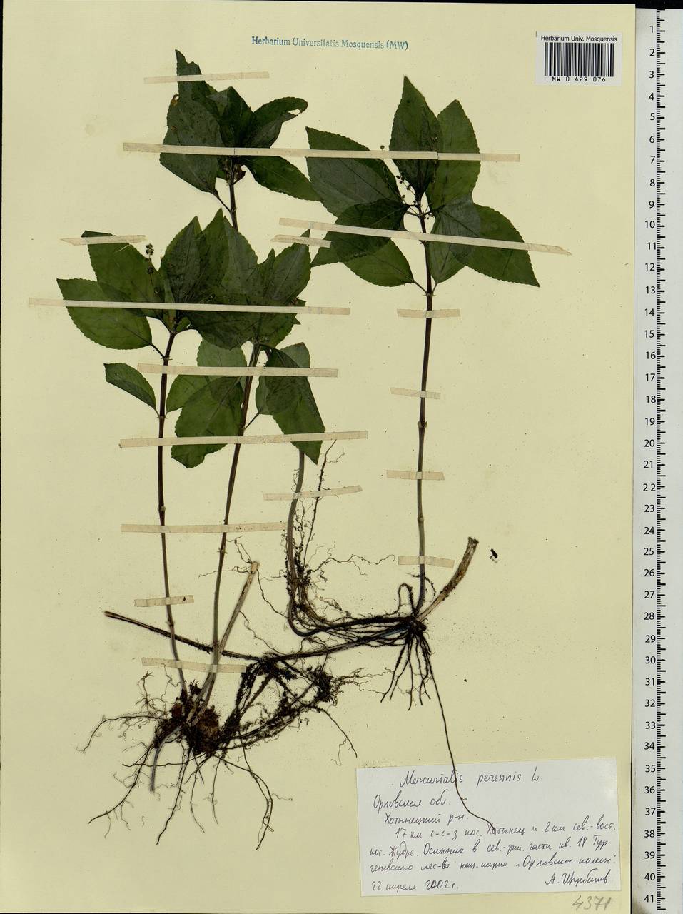Mercurialis perennis L., Eastern Europe, Central forest-and-steppe region (E6) (Russia)