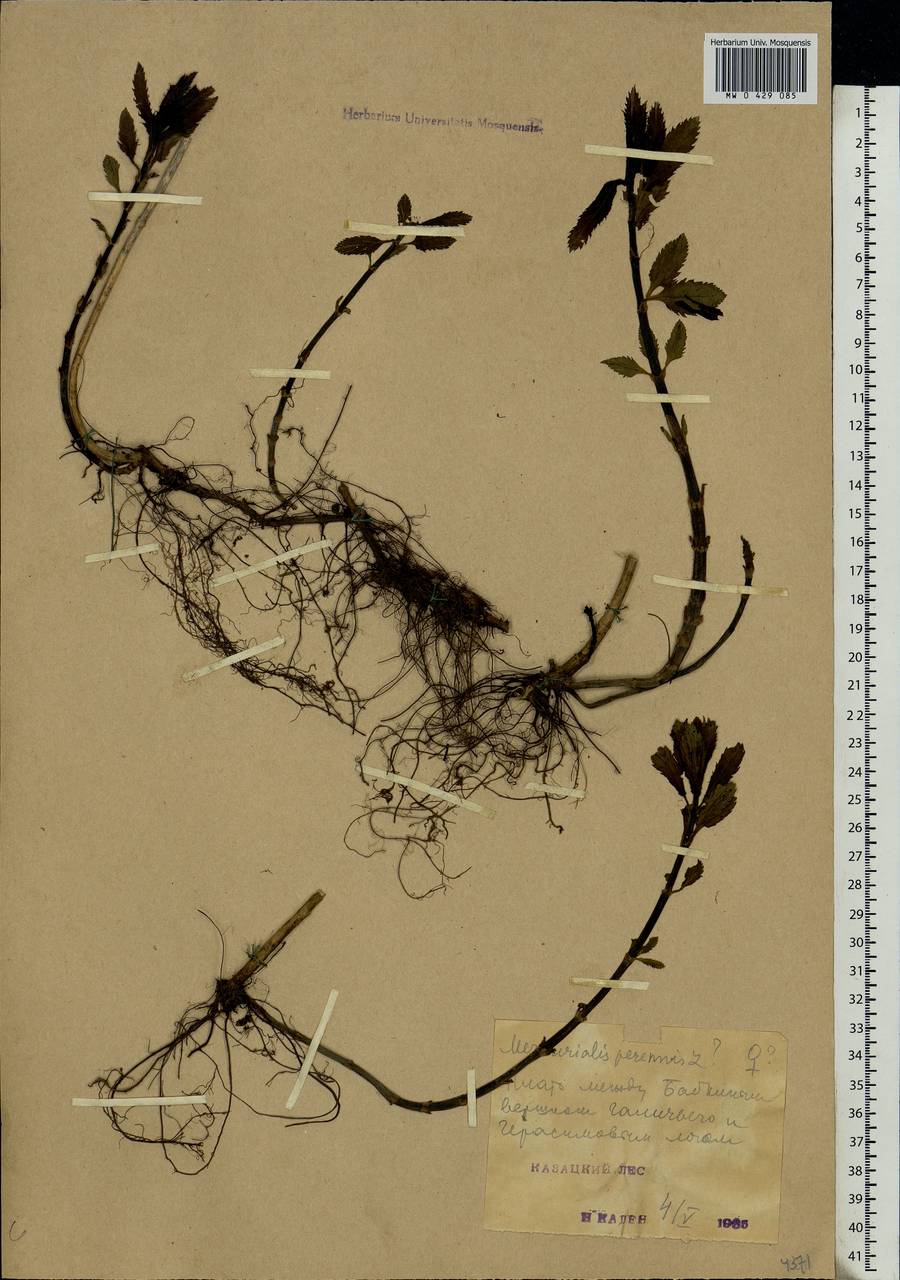 Mercurialis perennis L., Eastern Europe, Central forest-and-steppe region (E6) (Russia)