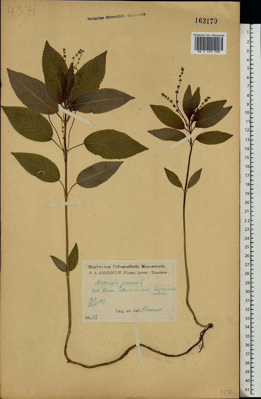 Mercurialis perennis L., Eastern Europe, Central forest-and-steppe region (E6) (Russia)