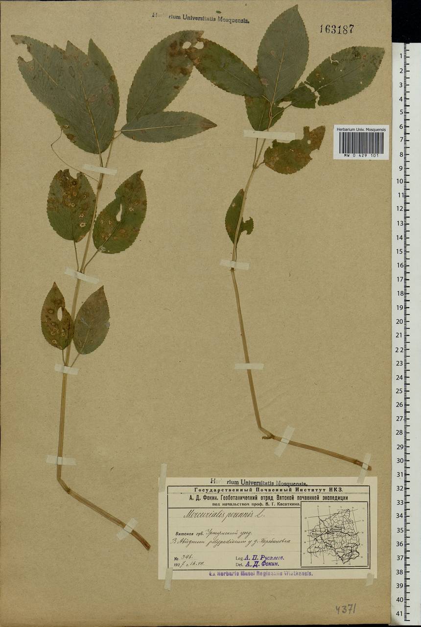 Mercurialis perennis L., Eastern Europe, Volga-Kama region (E7) (Russia)