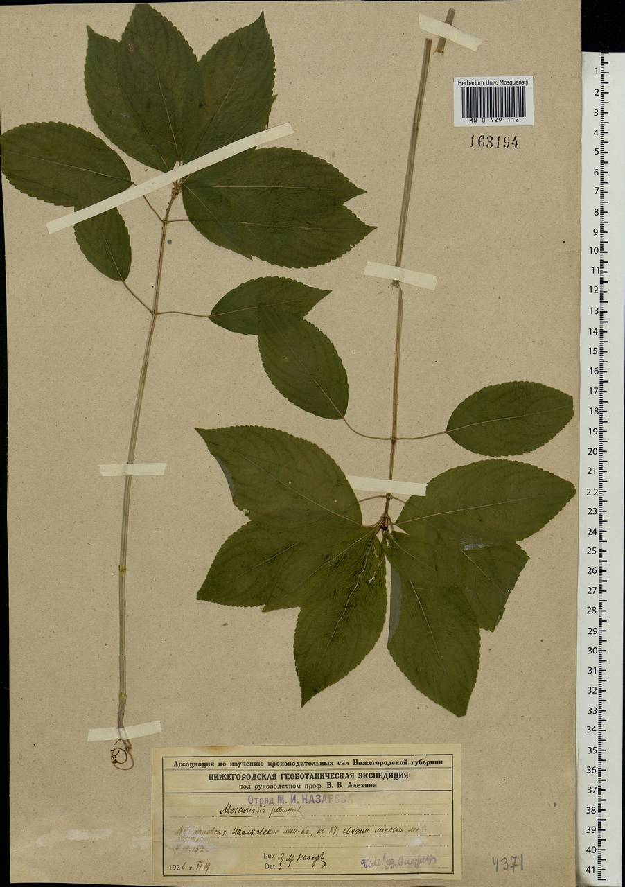 Mercurialis perennis L., Eastern Europe, Middle Volga region (E8) (Russia)