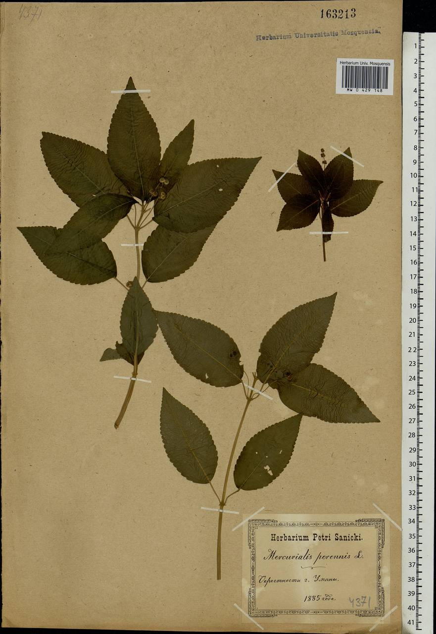 Mercurialis perennis L., Eastern Europe, South Ukrainian region (E12) (Ukraine)