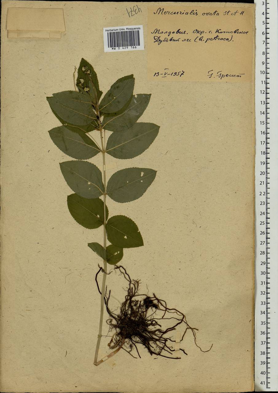 Mercurialis perennis L., Eastern Europe, Moldova (E13a) (Moldova)