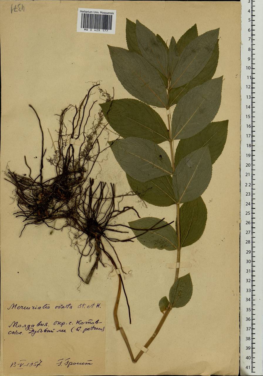 Mercurialis perennis L., Eastern Europe, Moldova (E13a) (Moldova)