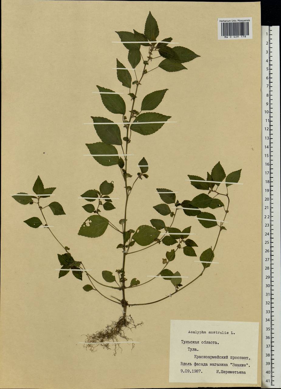 Acalypha australis L., Eastern Europe, Central region (E4) (Russia)