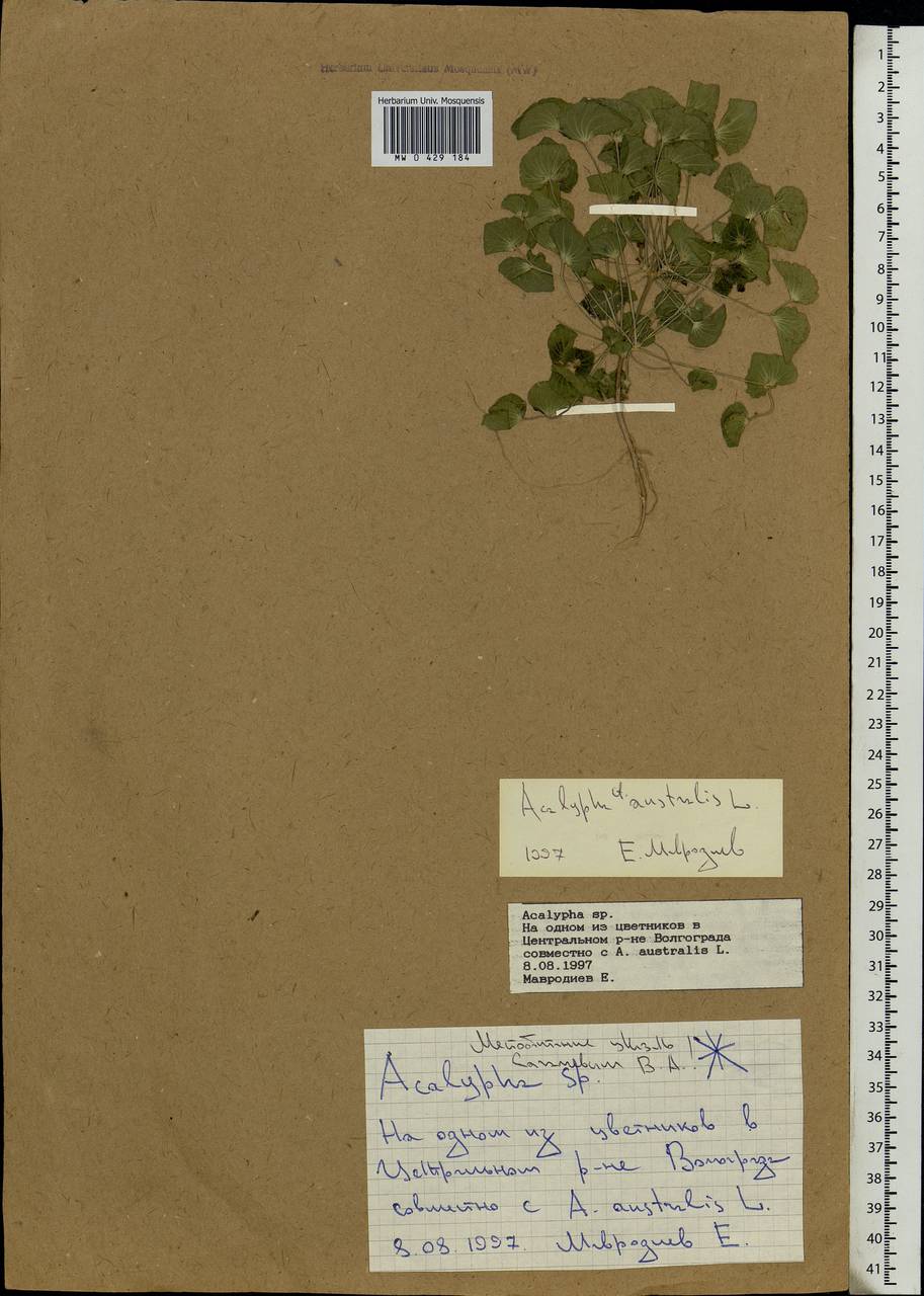 Acalypha australis L., Eastern Europe, Lower Volga region (E9) (Russia)