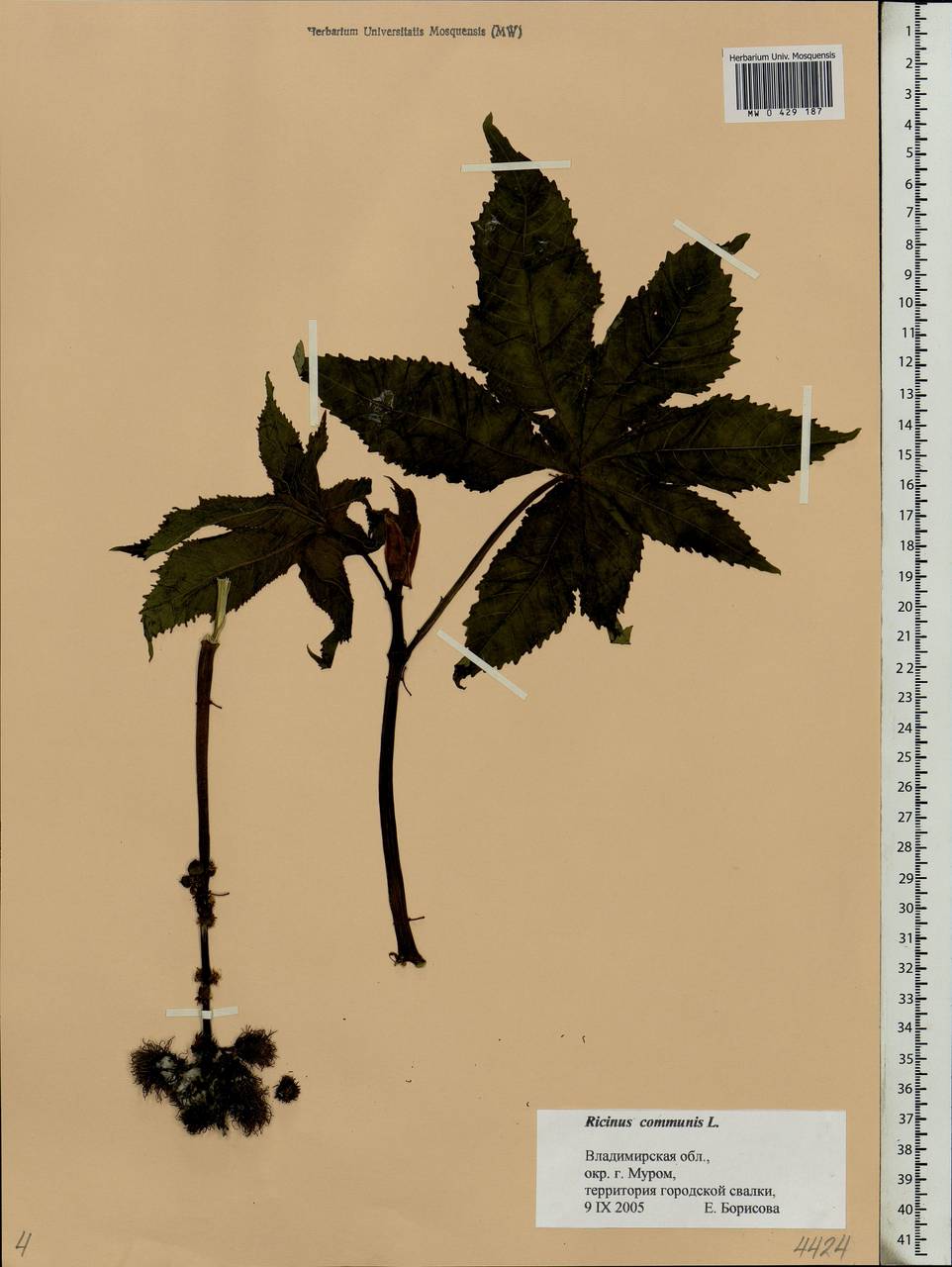 Ricinus communis L., Eastern Europe, Central region (E4) (Russia)