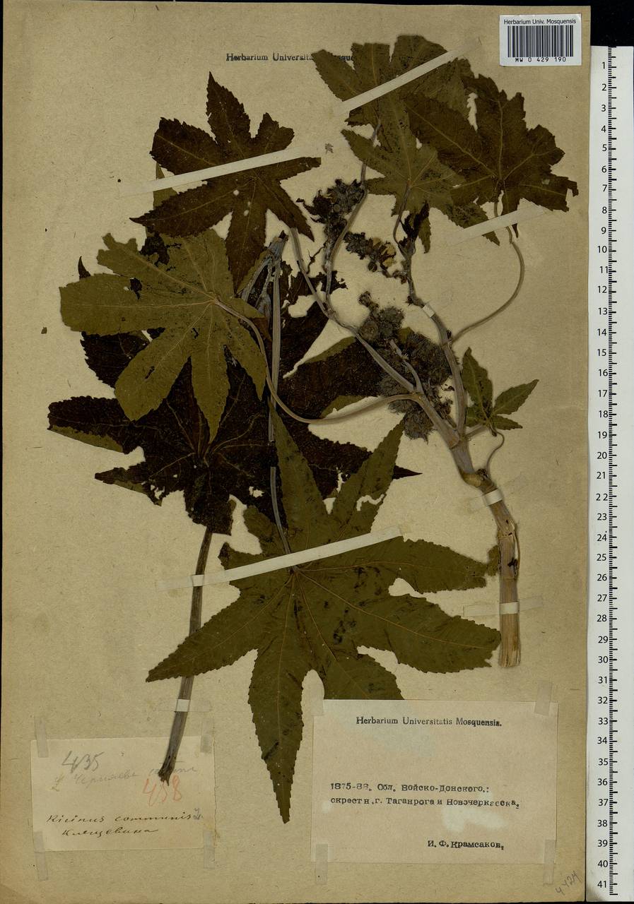 Ricinus communis L., Eastern Europe, Rostov Oblast (E12a) (Russia)