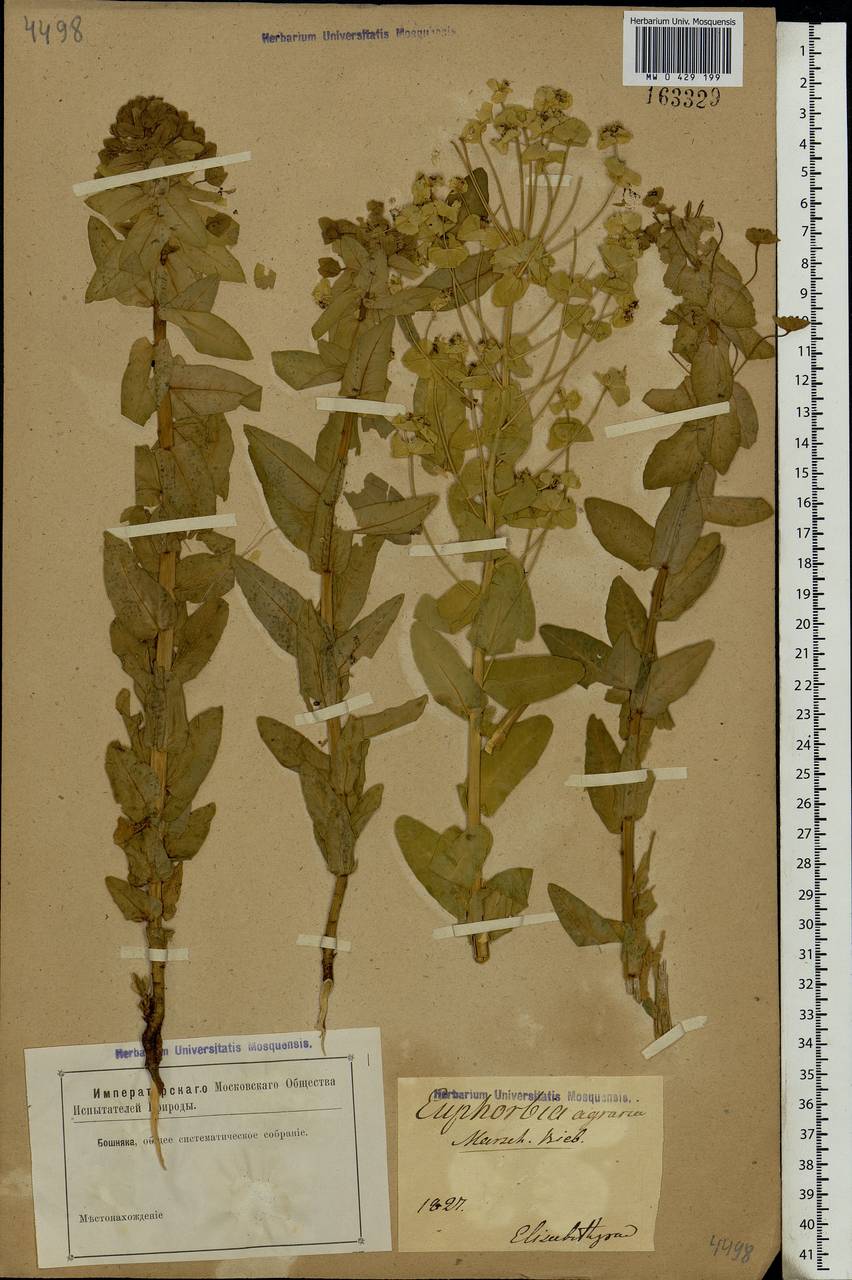 Euphorbia agraria M.Bieb., Eastern Europe, South Ukrainian region (E12) (Ukraine)