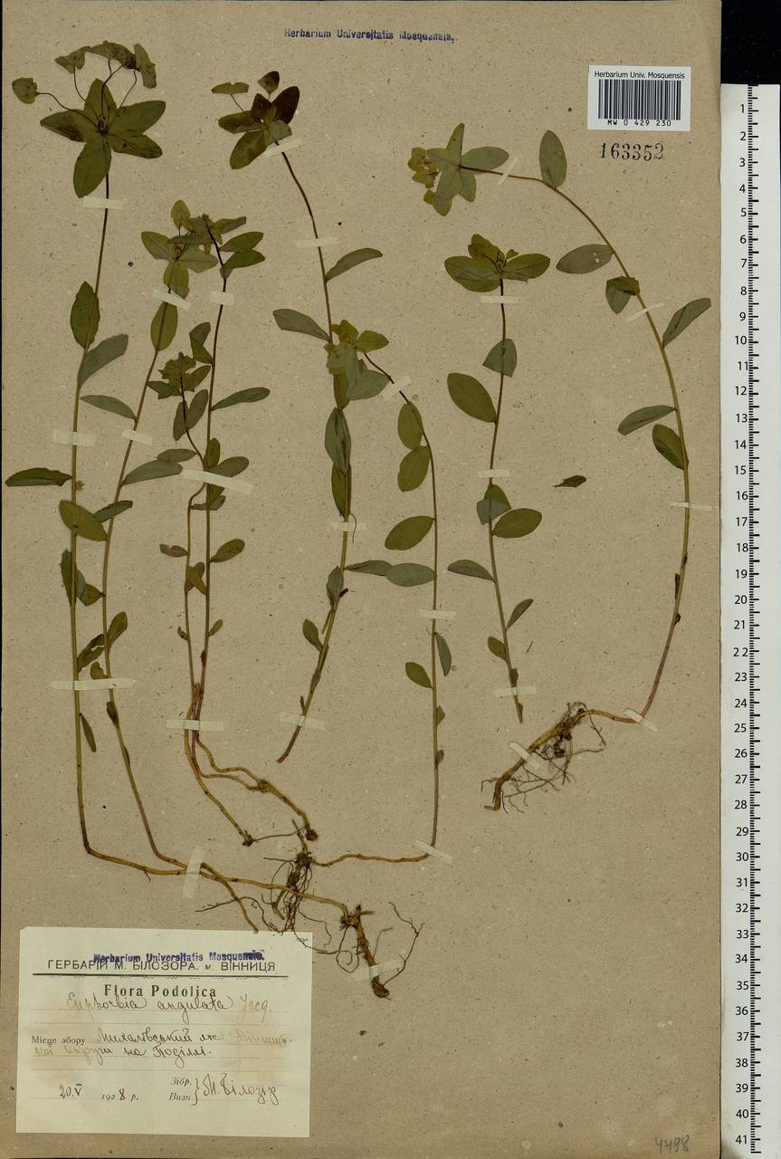 Euphorbia angulata Jacq., Eastern Europe, South Ukrainian region (E12) (Ukraine)