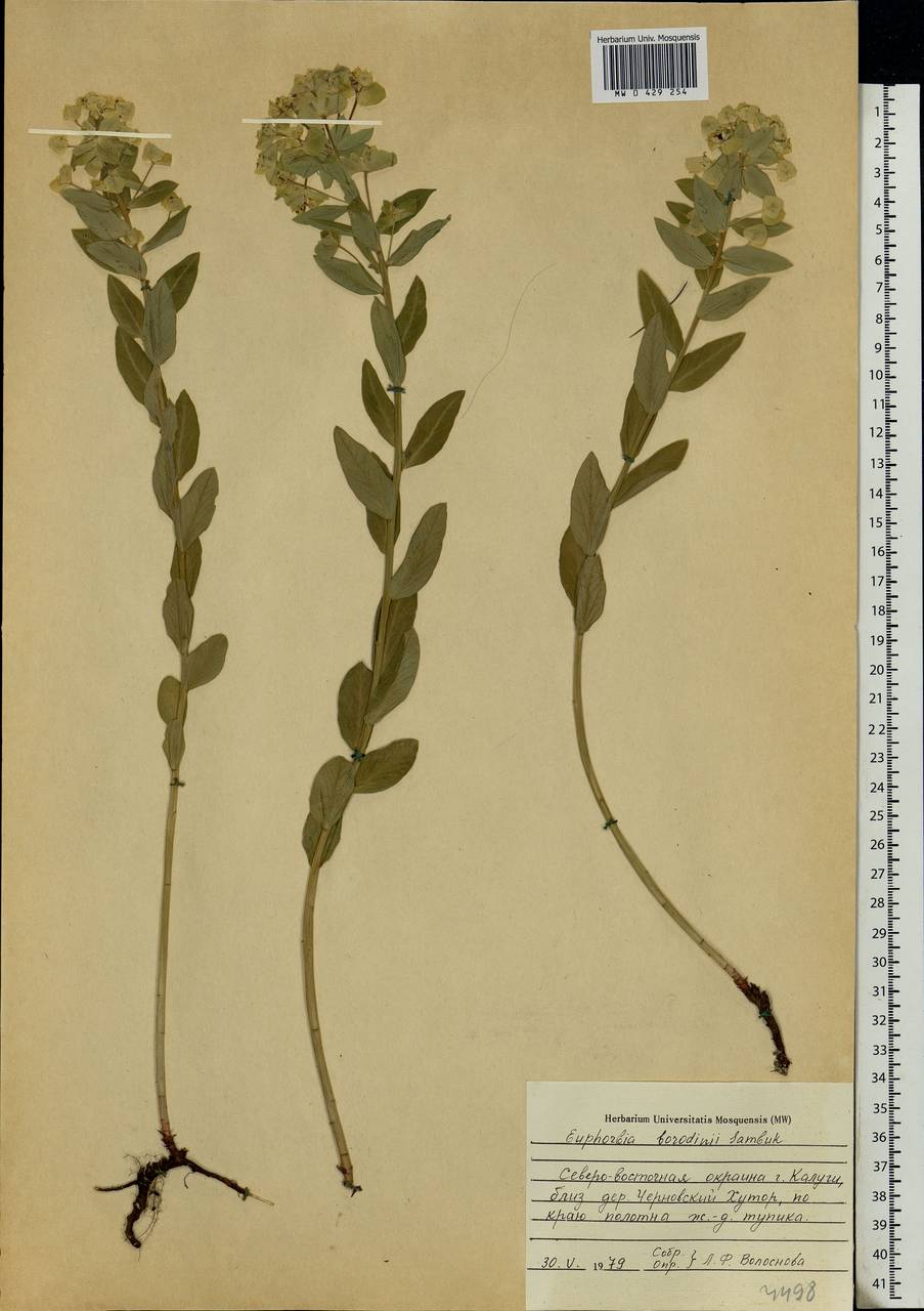 Euphorbia esula subsp. esula, Eastern Europe, Central region (E4) (Russia)