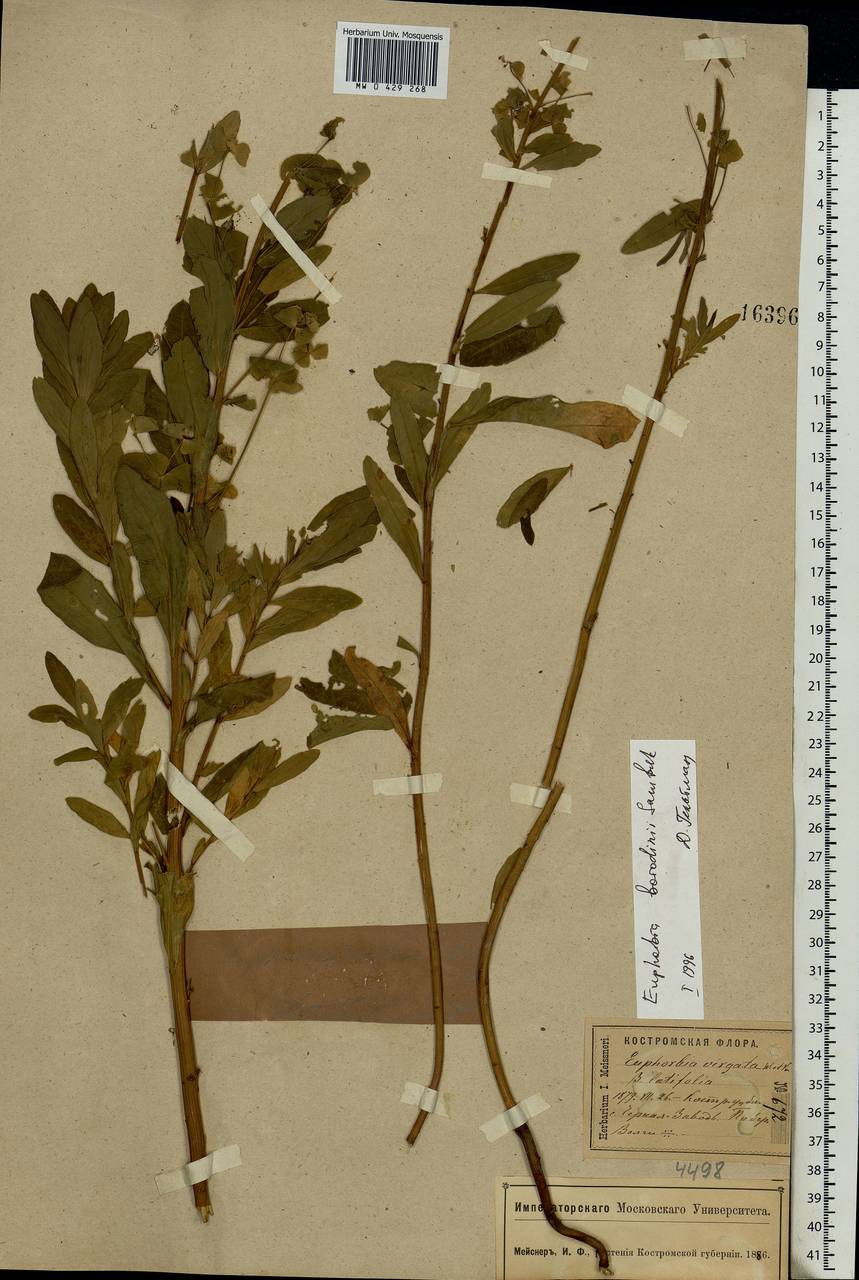 Euphorbia esula subsp. esula, Eastern Europe, Central forest region (E5) (Russia)