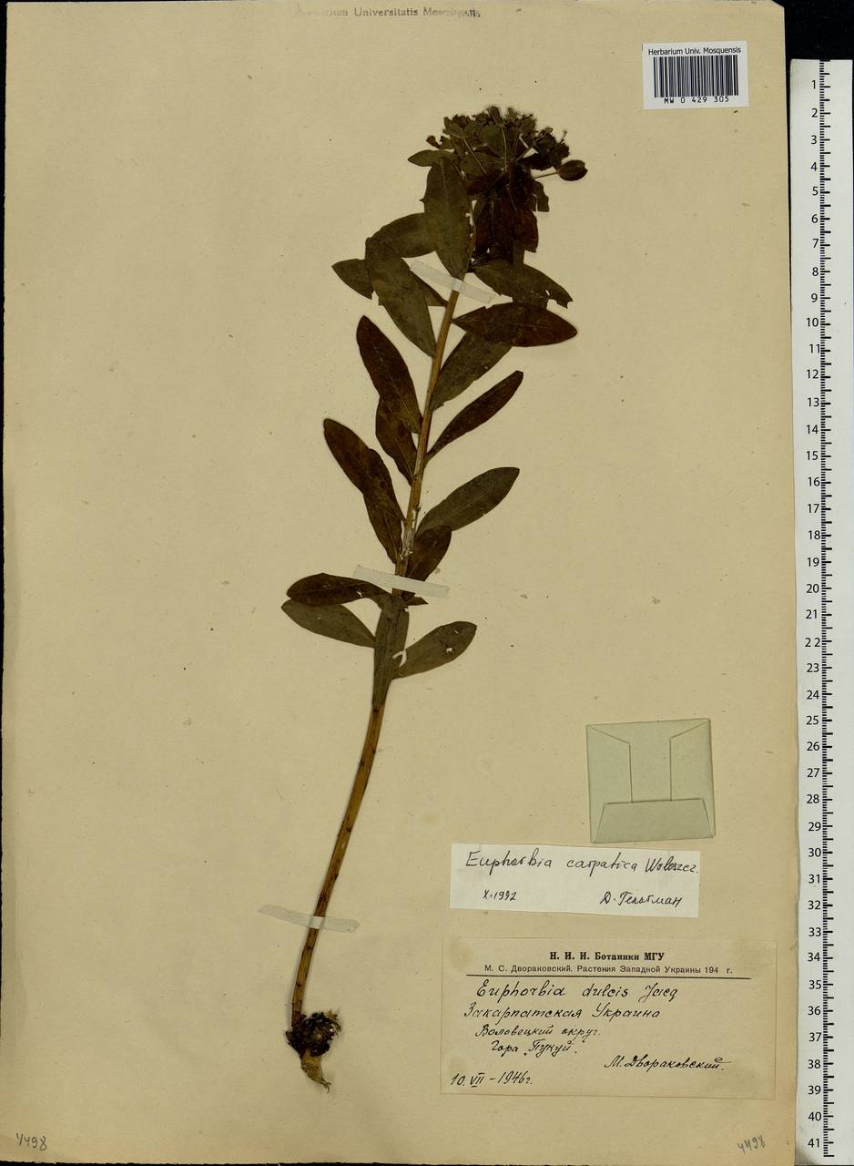 MW0429305, Euphorbia carpatica (Молочай карпатский), specimen Euphorbia carpatica Wol., Eastern Europe, West Ukrainian region (E13) (Ukraine)