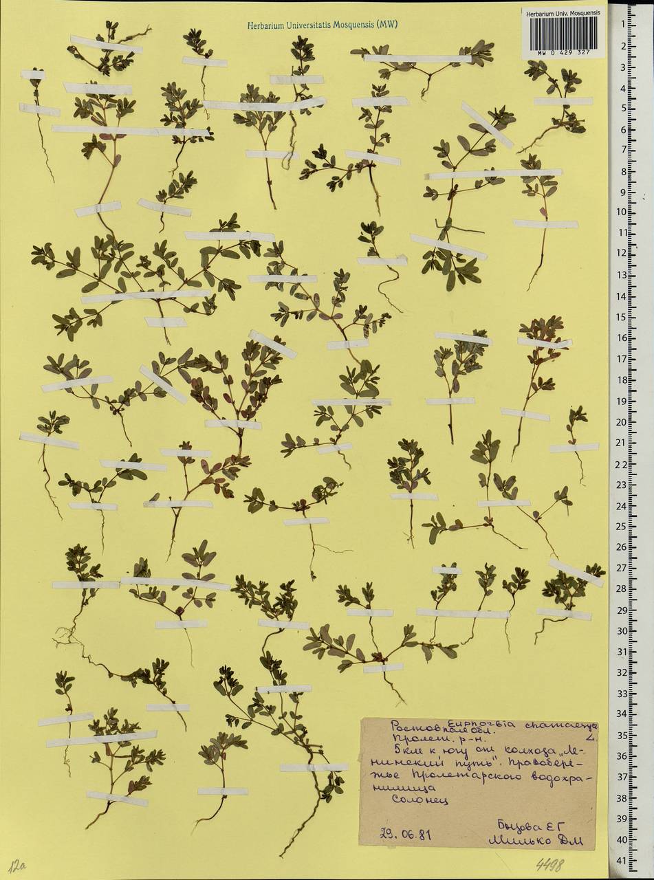 Euphorbia chamaesyce L., Eastern Europe, Rostov Oblast (E12a) (Russia)