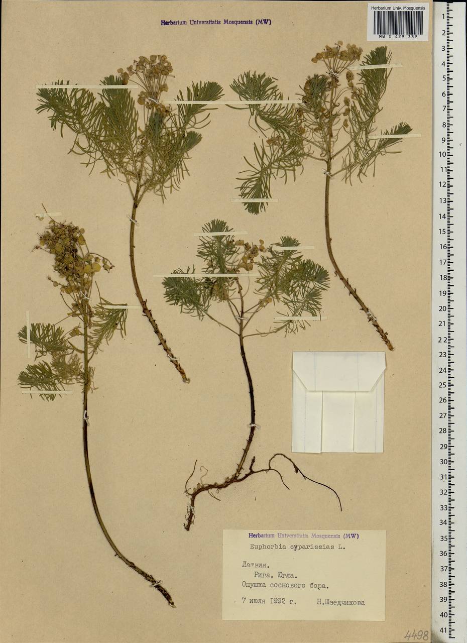 Euphorbia cyparissias L., Eastern Europe, Latvia (E2b) (Latvia)