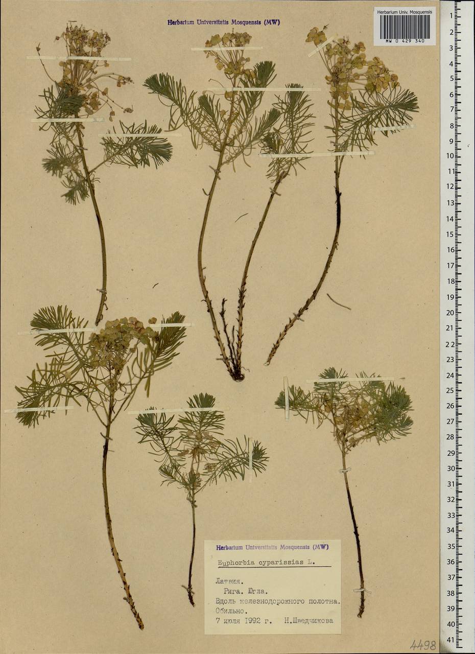 Euphorbia cyparissias L., Eastern Europe, Latvia (E2b) (Latvia)