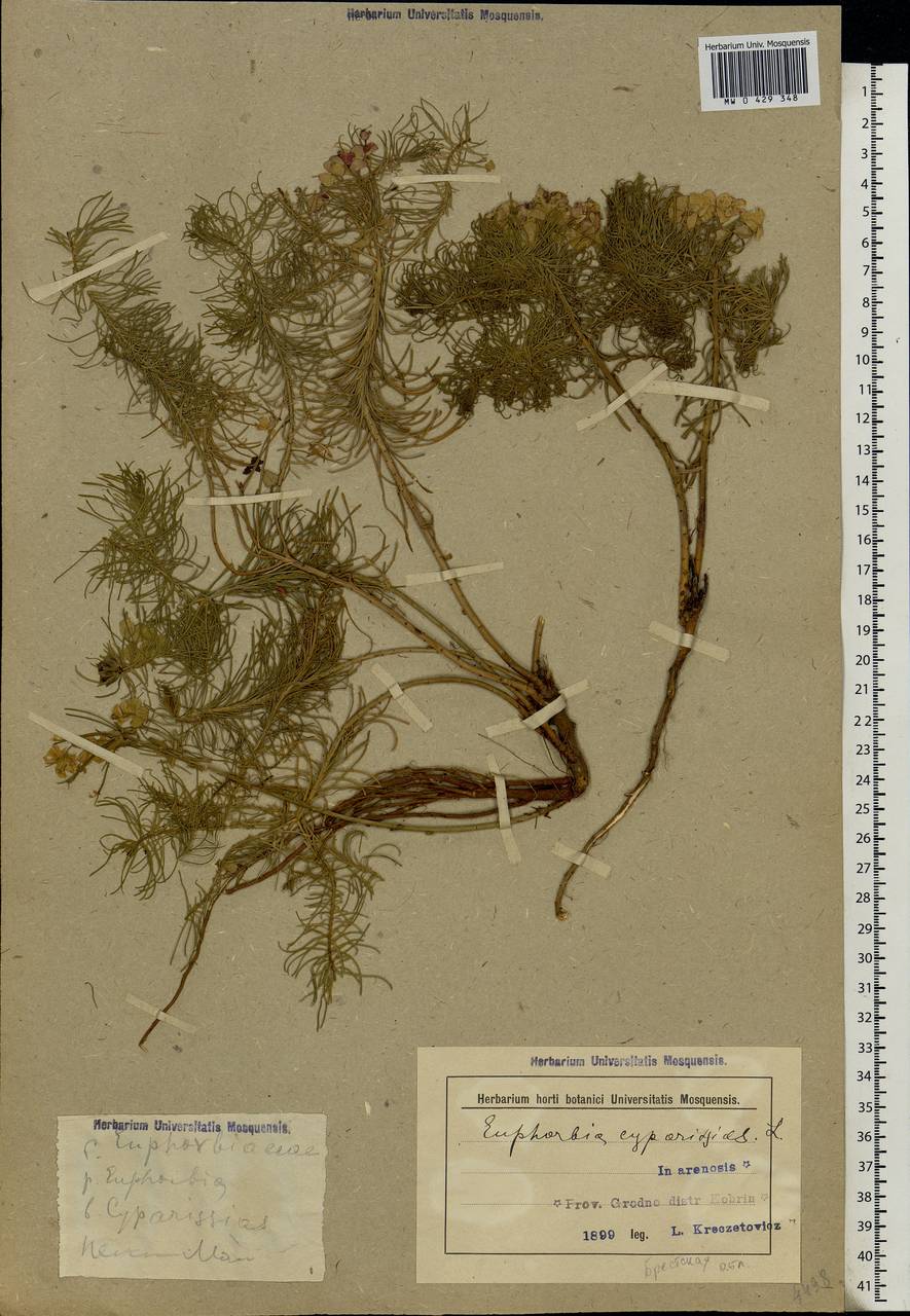 Euphorbia cyparissias L., Eastern Europe, Belarus (E3a) (Belarus)