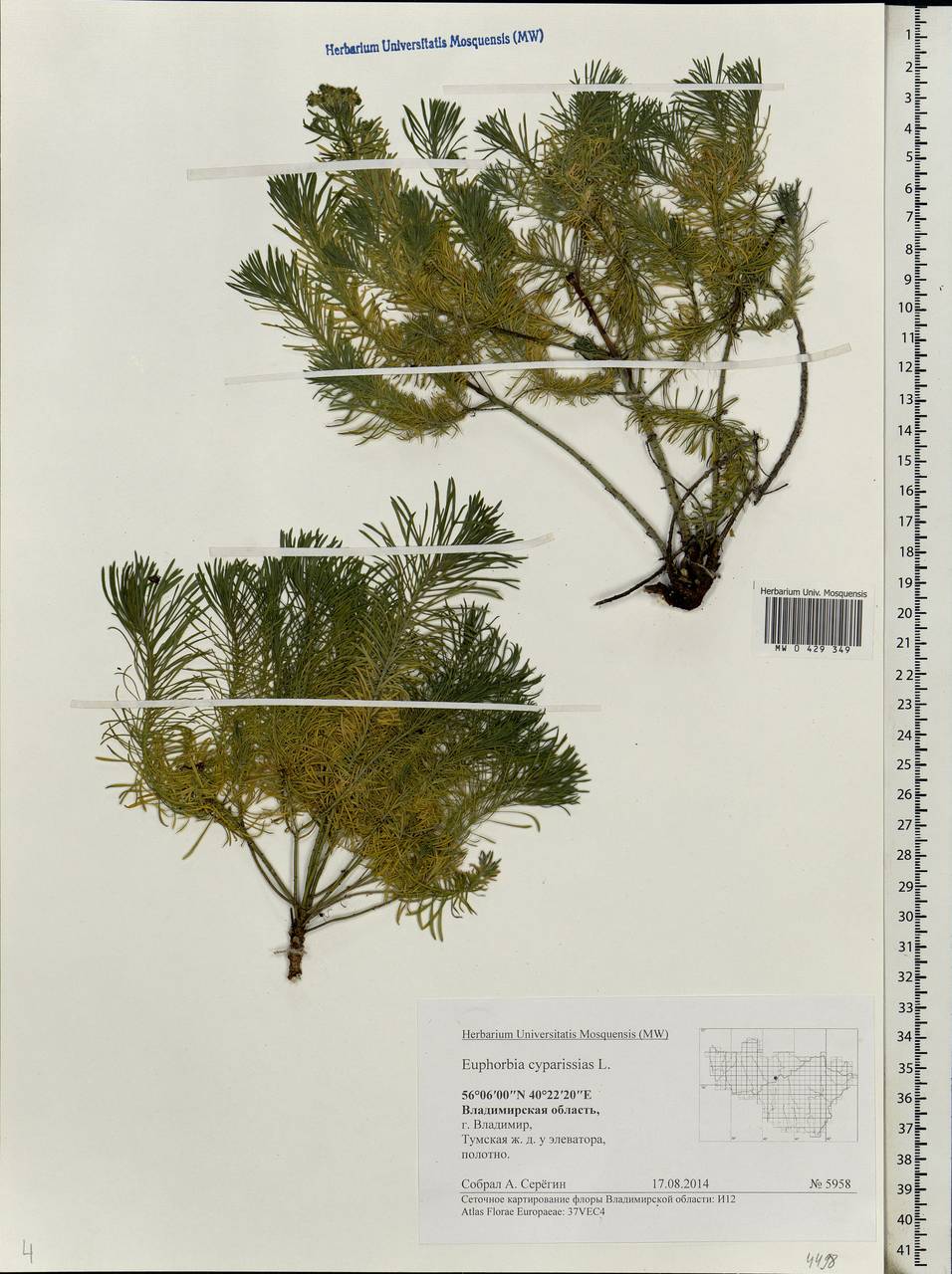 Euphorbia cyparissias L., Eastern Europe, Central region (E4) (Russia)