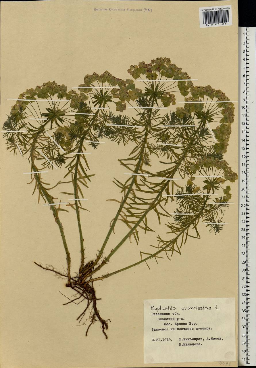 Euphorbia cyparissias L., Eastern Europe, Central region (E4) (Russia)