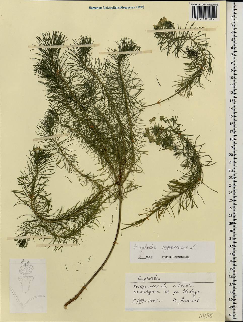 Euphorbia cyparissias L., Eastern Europe, Central forest region (E5) (Russia)