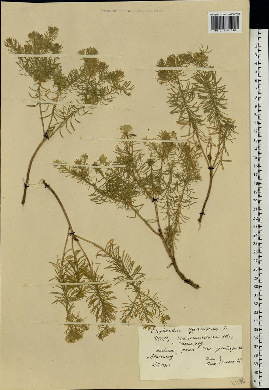 Euphorbia cyparissias L., Eastern Europe, West Ukrainian region (E13) (Ukraine)