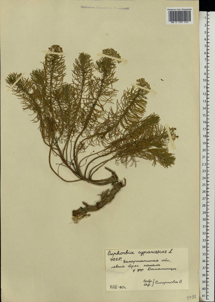 Euphorbia cyparissias L., Eastern Europe, West Ukrainian region (E13) (Ukraine)