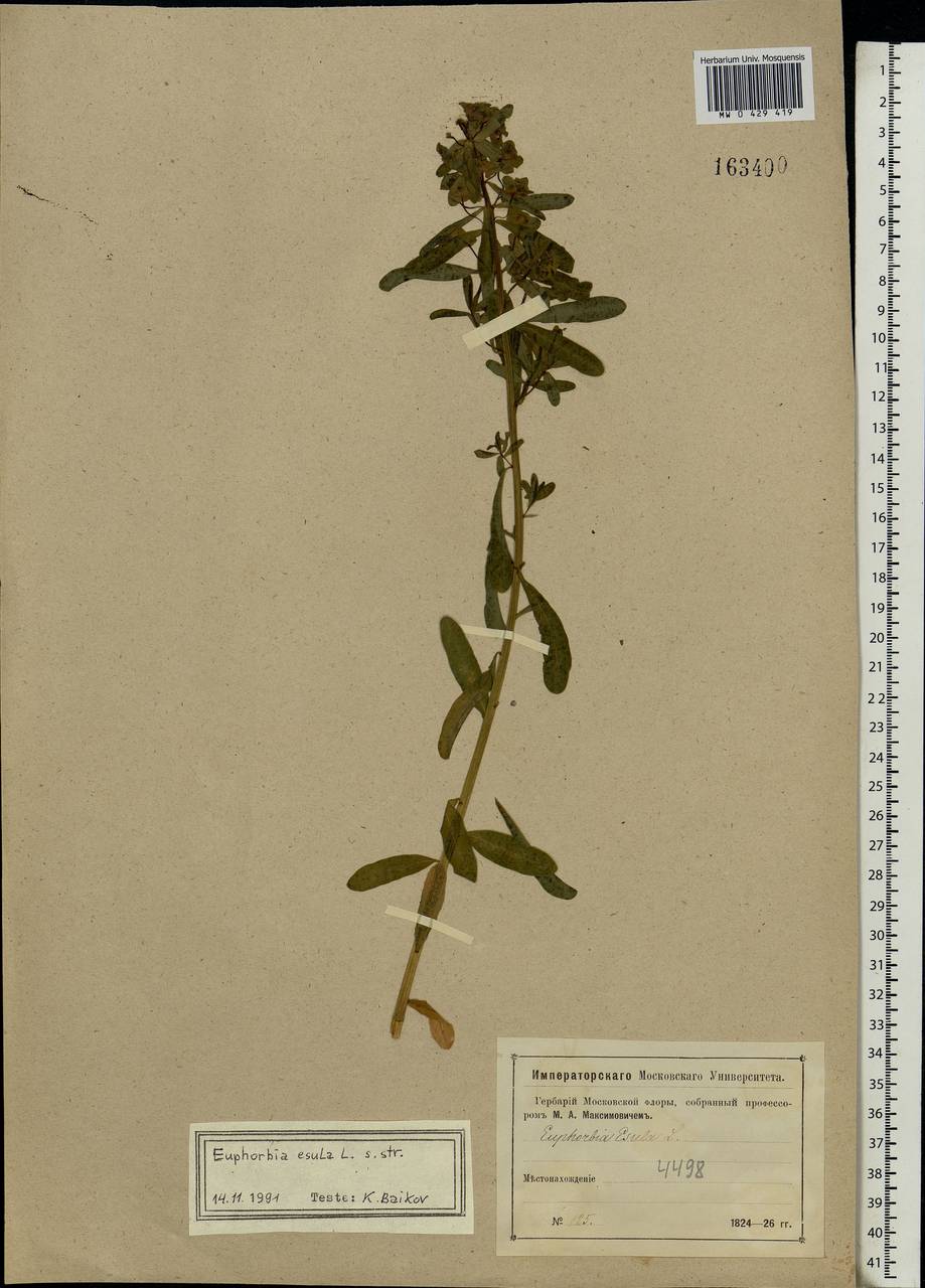 Euphorbia esula L., Eastern Europe, Moscow region (E4a) (Russia)