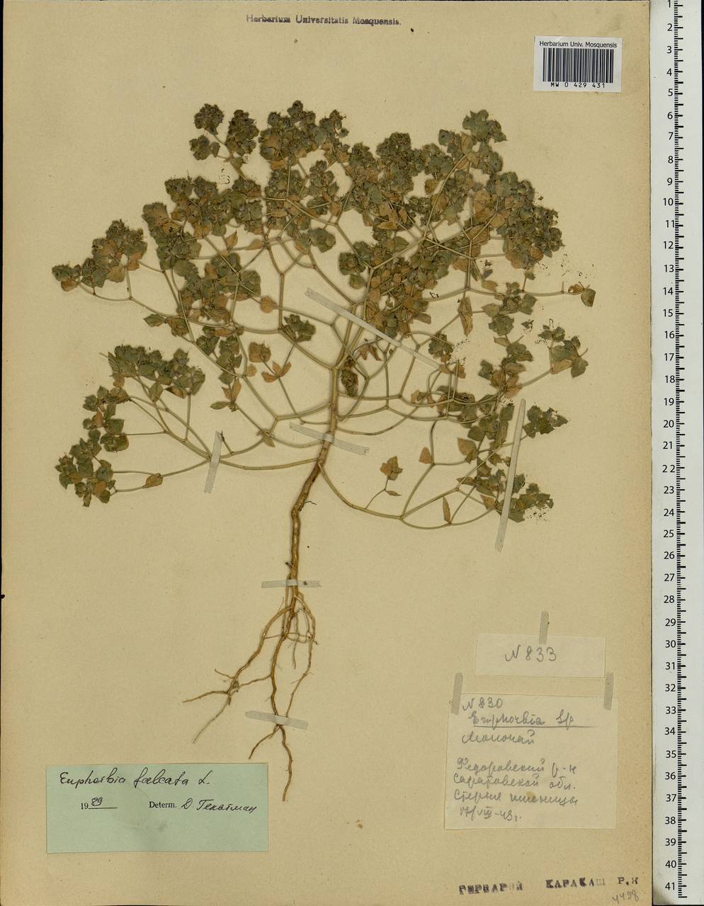 Euphorbia falcata L., Eastern Europe, Lower Volga region (E9) (Russia)