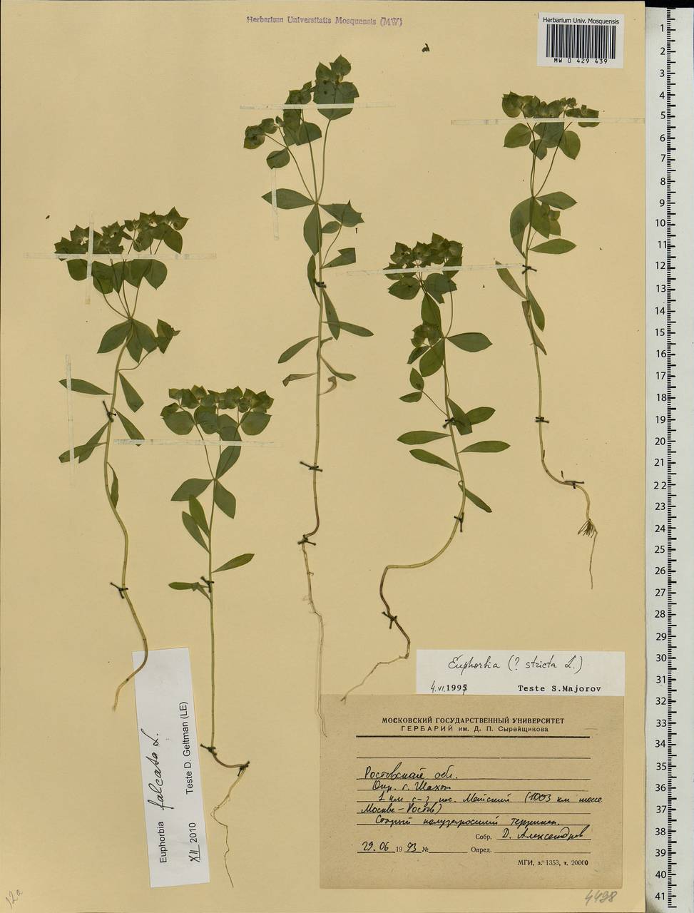 Euphorbia falcata L. , nom. cons., Eastern Europe, Rostov Oblast (E12a) (Russia)