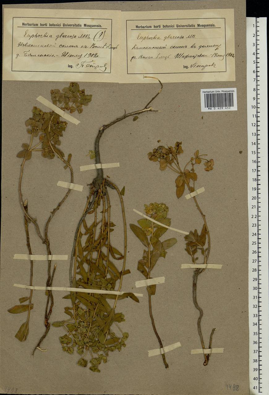 Euphorbia glareosa Pall. ex M.Bieb., Eastern Europe, Lower Volga region (E9) (Russia)