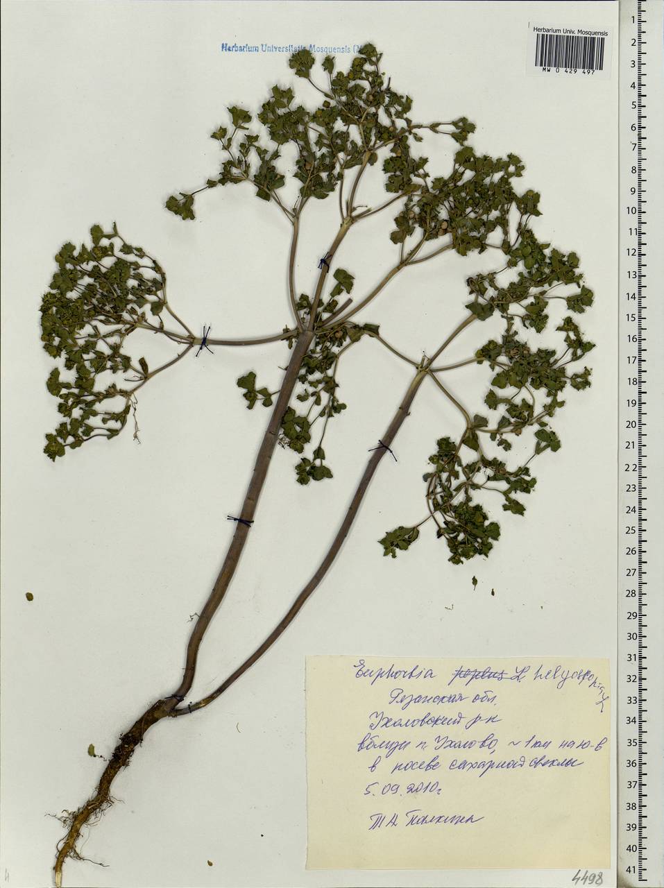 Euphorbia helioscopia L., Eastern Europe, Central region (E4) (Russia)