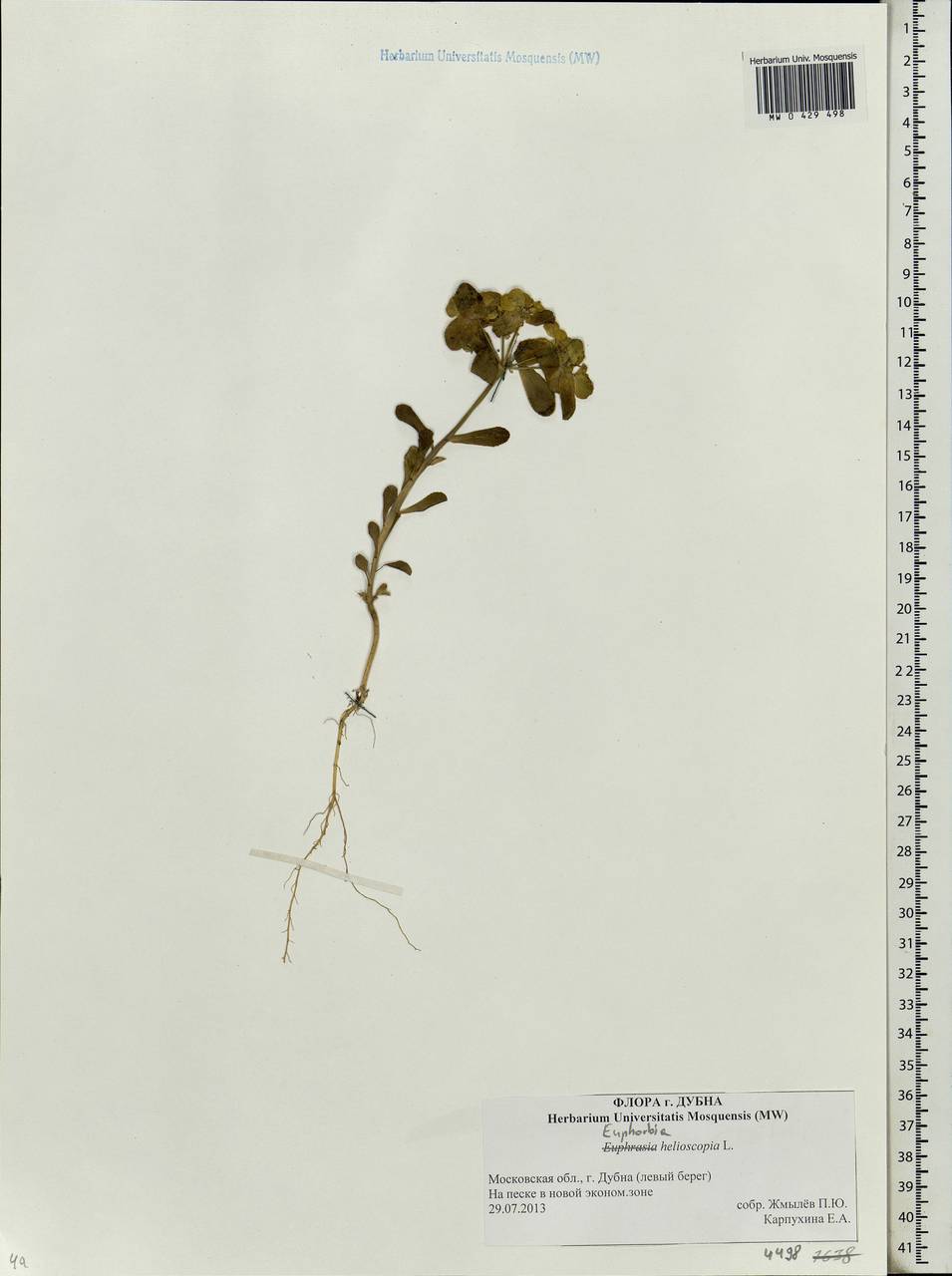 Euphorbia helioscopia L., Eastern Europe, Moscow region (E4a) (Russia)