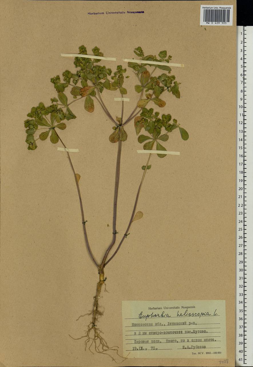 Euphorbia helioscopia L., Eastern Europe, Moscow region (E4a) (Russia)