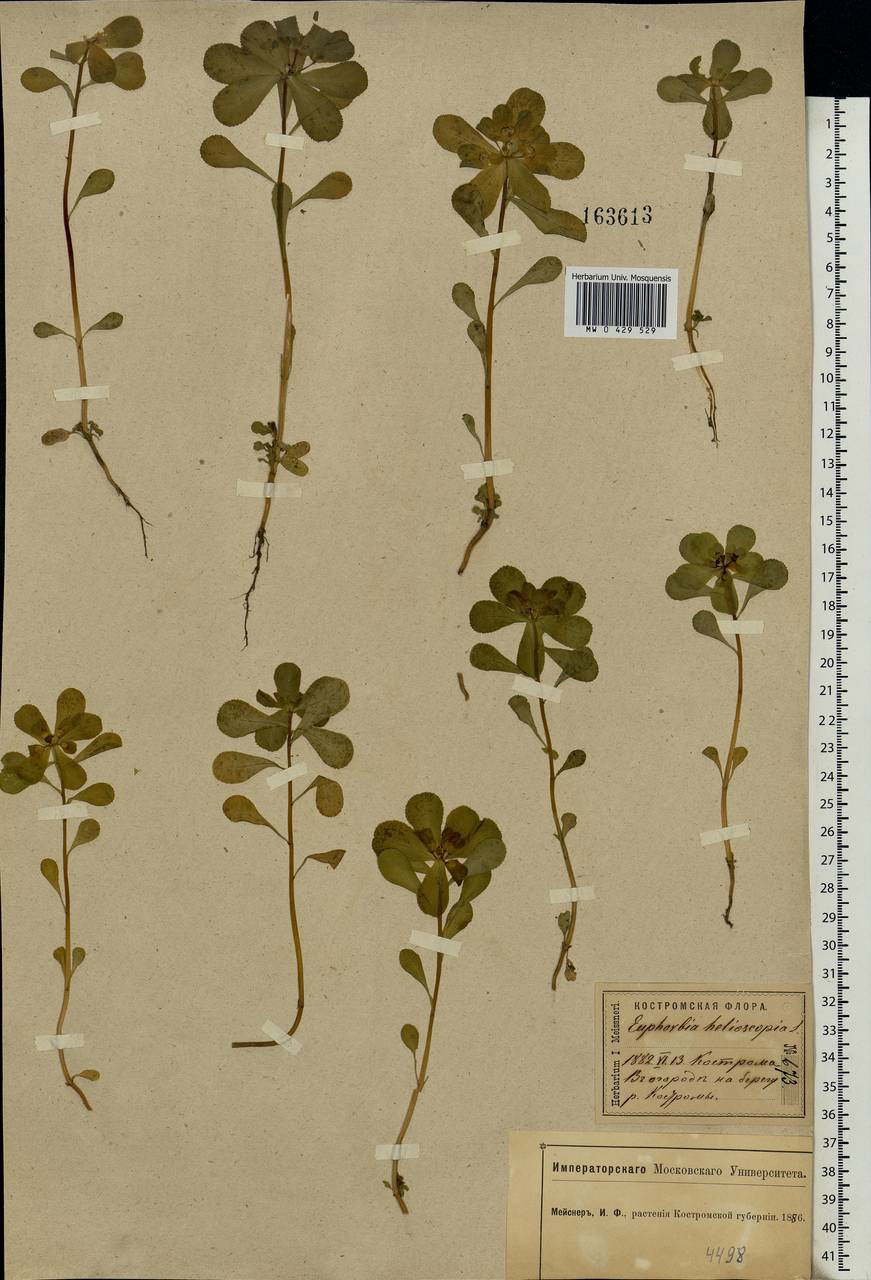 Euphorbia helioscopia L., Eastern Europe, Central forest region (E5) (Russia)