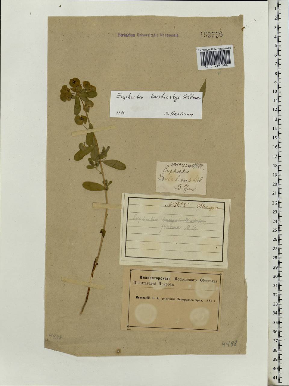 Euphorbia korshinskyi Geltman, Eastern Europe, Northern region (E1) (Russia)