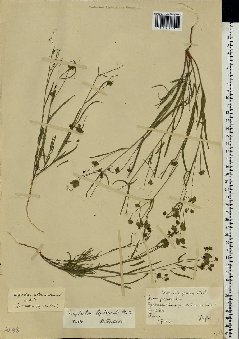 Euphorbia leptocaula Boiss., Eastern Europe, Lower Volga region (E9) (Russia)