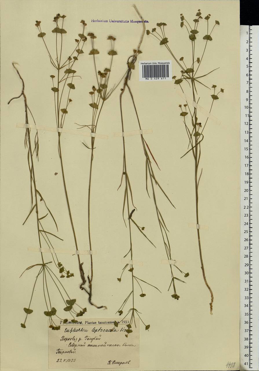 Euphorbia leptocaula Boiss., Eastern Europe, Lower Volga region (E9) (Russia)