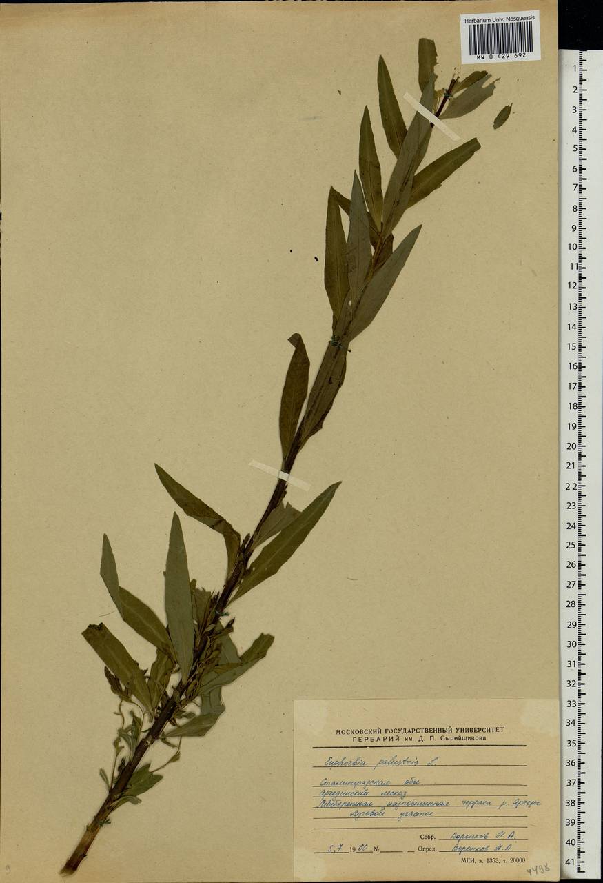 Euphorbia palustris L., Eastern Europe, Lower Volga region (E9) (Russia)