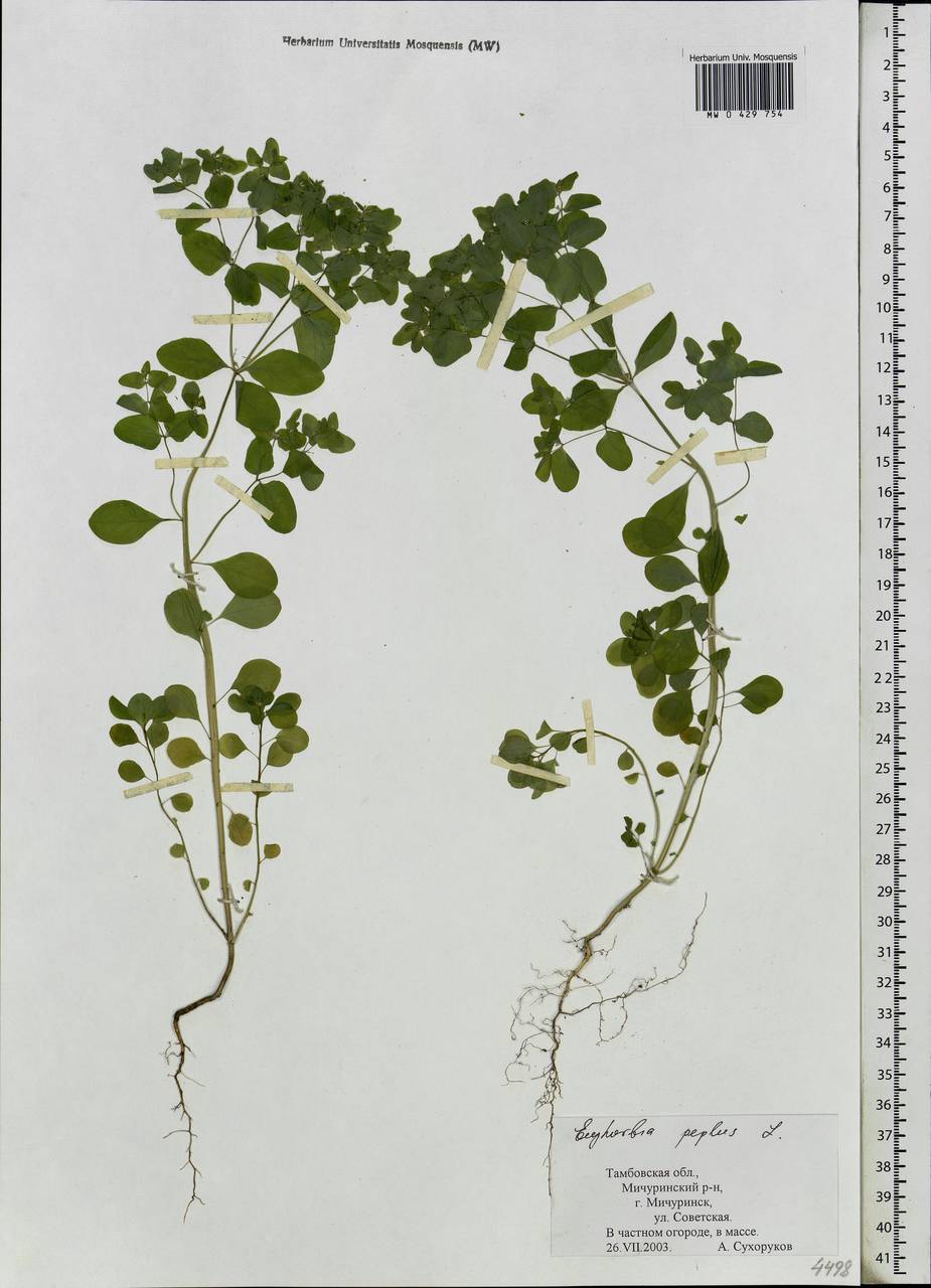 Euphorbia peplus L., Eastern Europe, Central forest-and-steppe region (E6) (Russia)