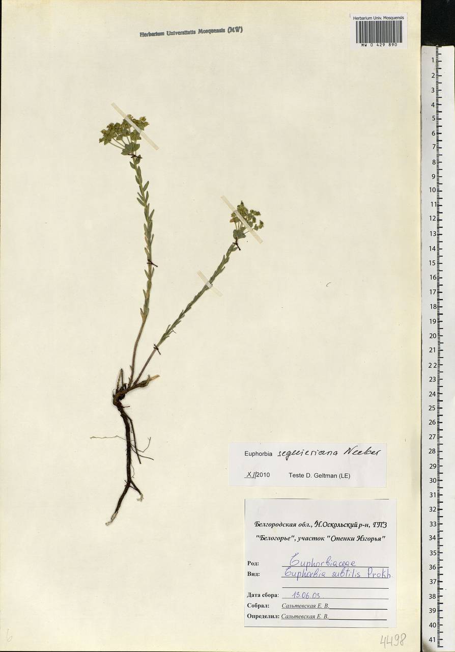 Euphorbia seguieriana Neck., Eastern Europe, Central forest-and-steppe region (E6) (Russia)