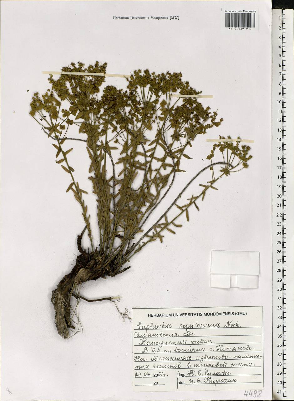 Euphorbia seguieriana Neck., Eastern Europe, Middle Volga region (E8) (Russia)