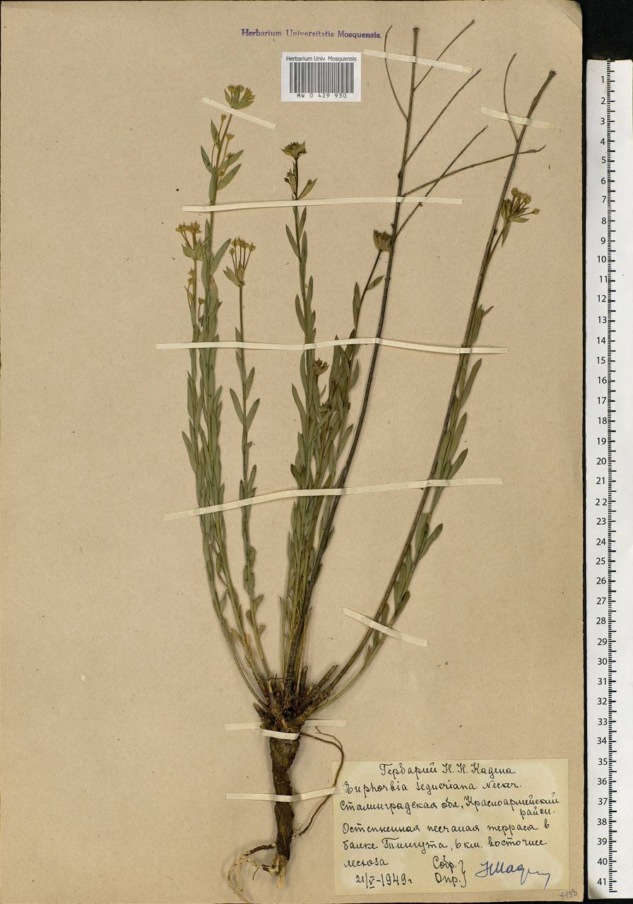 Euphorbia seguieriana Neck., Eastern Europe, Lower Volga region (E9) (Russia)