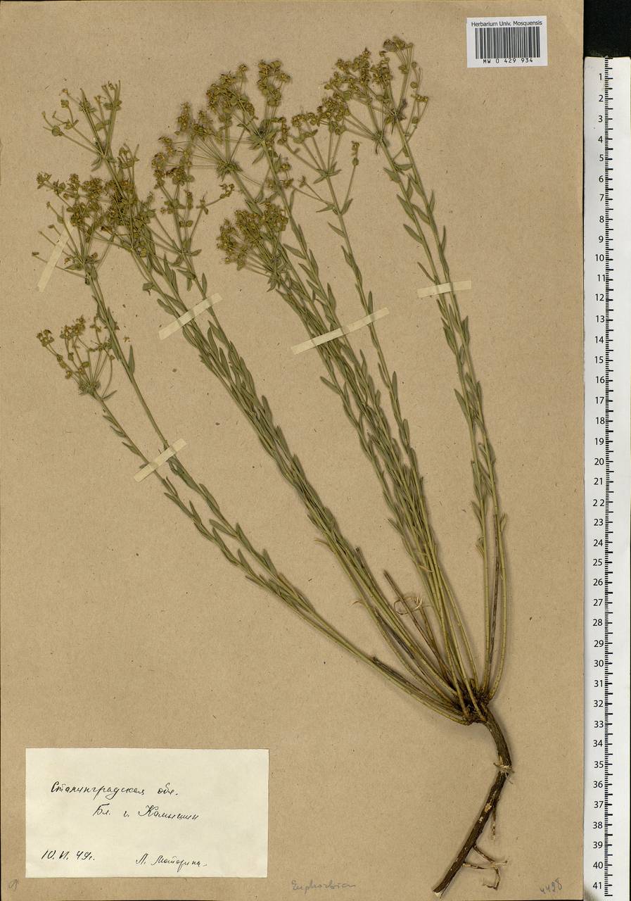 Euphorbia seguieriana Neck., Eastern Europe, Lower Volga region (E9) (Russia)