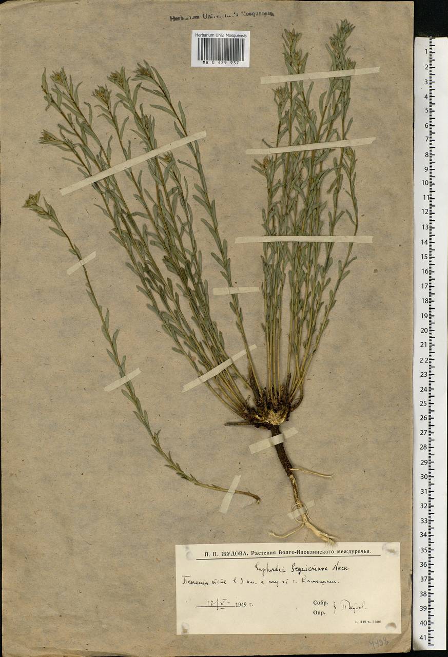 Euphorbia seguieriana Neck., Eastern Europe, Lower Volga region (E9) (Russia)